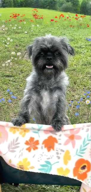 BENJAMIN ACE - Shih Tzu available for adoption