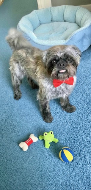 picture of the dog needing adoption