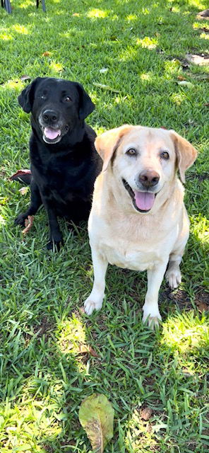 adoptable Dog in Fort Lauderdale, FL named Clara & Sasha Maria