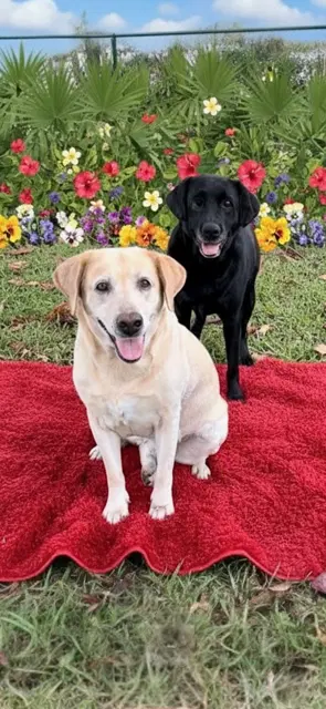 Clara  Sasha Maria - Labrador Retriever