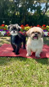Ruffles & Truffles - Photo 2
