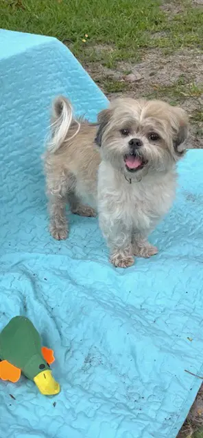 Bear - Shih Tzu