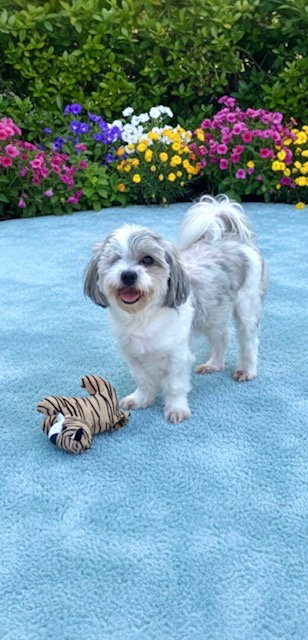 picture of the dog needing adoption