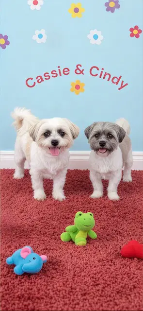 Cassie  Cindy - Shih Tzu