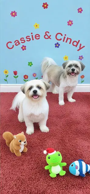 Cassie  Cindy image 2