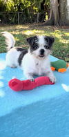 adoptable Dog in , FL named Bluebelle