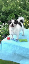 Bluebelle - Photo 2