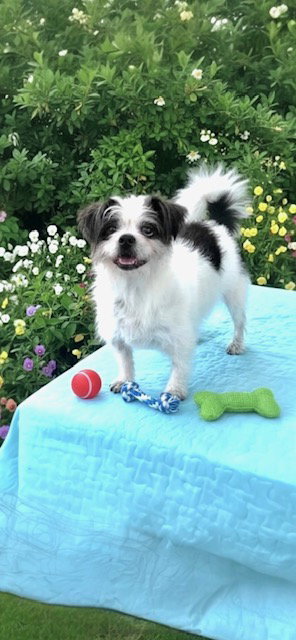 BLUEBELLE - Shih Tzu available for adoption