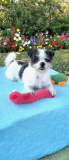 Bluebelle - Photo 3