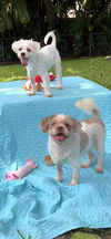adoptable Dog in  named Cosmo & Casper