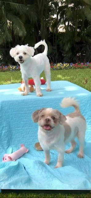 COSMO & CASPER - Shih Tzu available for adoption