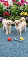 Cosmo & Casper - Photo 1