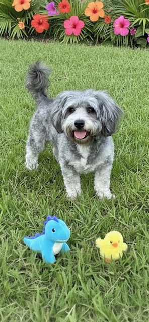 RUDY - Petit Basset Griffon Vendeen available for adoption