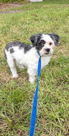 adoptable Dog in  named Caylee