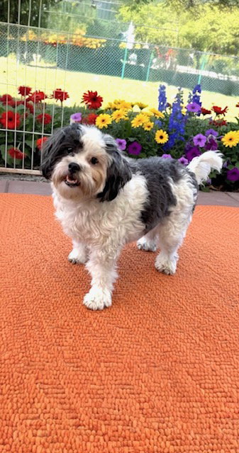 picture of the dog needing adoption