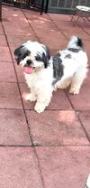 adoptable Dog in  named Mimosa