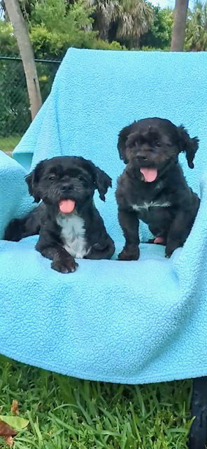 adoptable Dog in Fort Lauderdale, FL named Sam & David