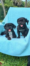 adoptable Dog in  named Sam & David