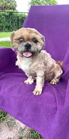 adoptable Dog in  named Bryan