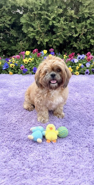 picture of the dog needing adoption