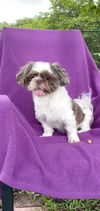 adoptable Dog in  named Gizmo Beau