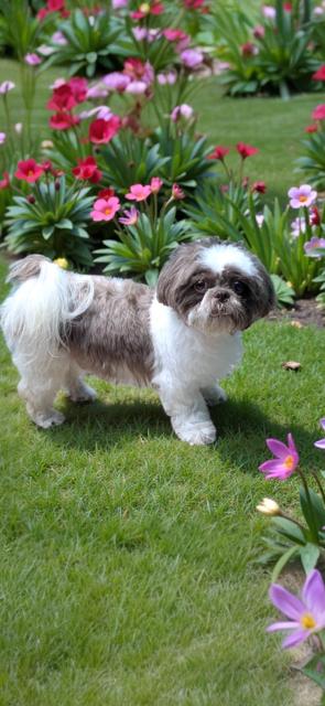 Gizmo Beau