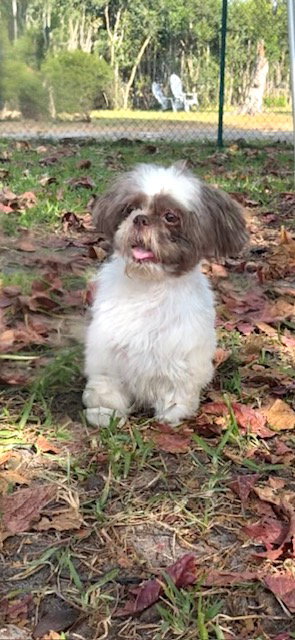 Gizmo Beau