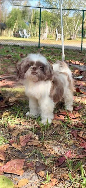 picture of the dog needing adoption