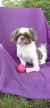 Gizmo Beau - Photo 2