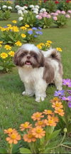 Gizmo Beau - Photo 3