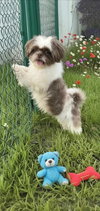 Gizmo Beau - Photo 1