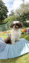 Gizmo Beau - Photo 4