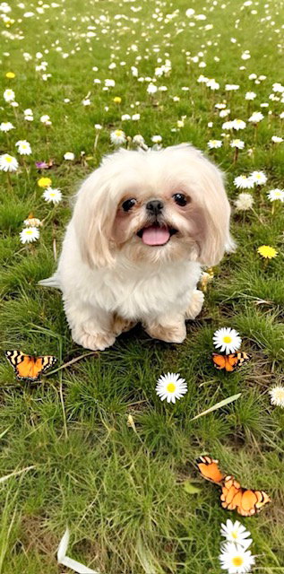 picture of the dog needing adoption
