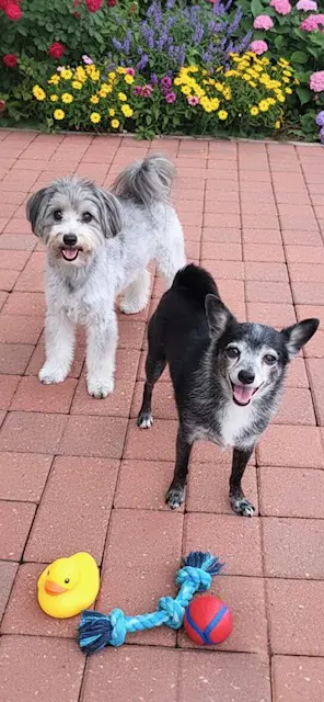Nick  Nolte - Chihuahua
