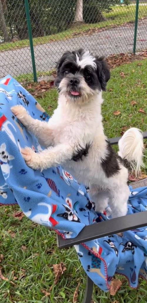 picture of the dog needing adoption