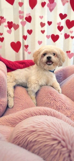 picture of the dog needing adoption