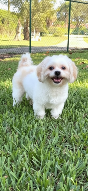 picture of the dog needing adoption