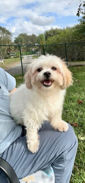 picture of the dog needing adoption