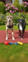 Angel & Buddy - Photo 1