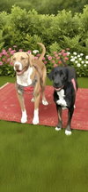Angel & Buddy - Photo 4