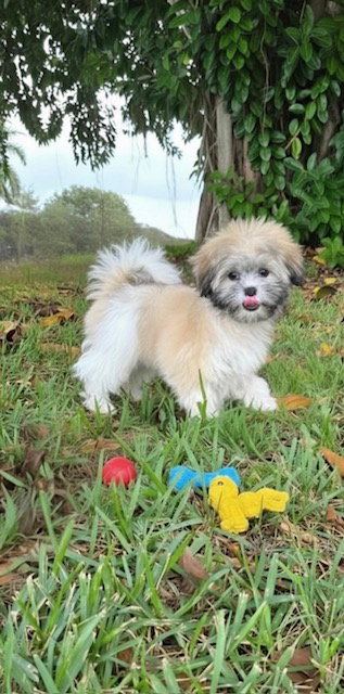 picture of the dog needing adoption