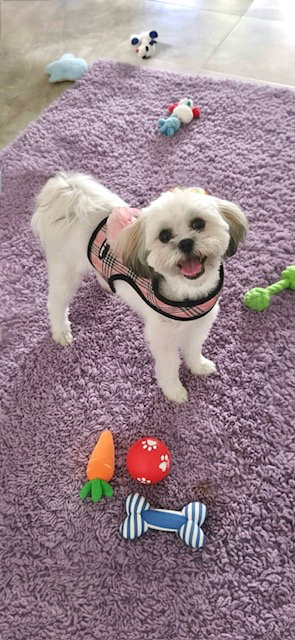 LOLA KAY - Shih Tzu available for adoption