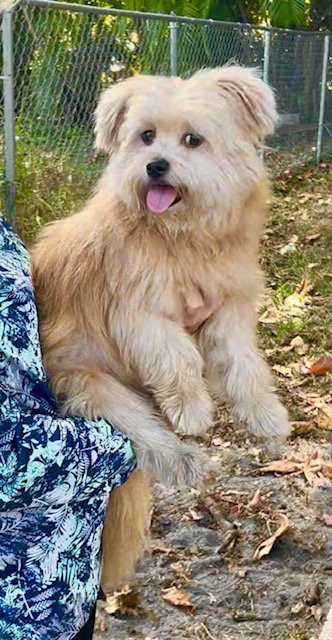 picture of the dog needing adoption