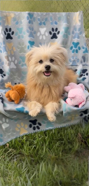 CHANEL JOY - Shih Tzu / Pomeranian available for adoption
