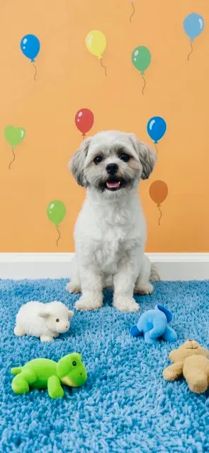 Tyler - Shih Tzu