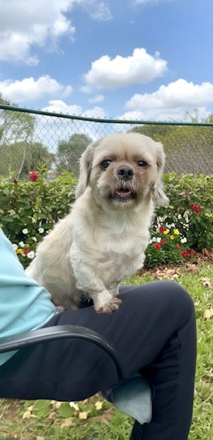 picture of the dog needing adoption
