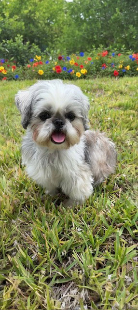 Halo, an adoptable Shih Tzu in Weston, FL