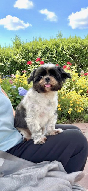 picture of the dog needing adoption