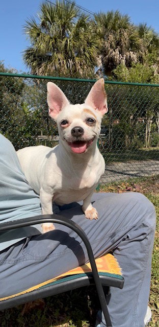 picture of the dog needing adoption