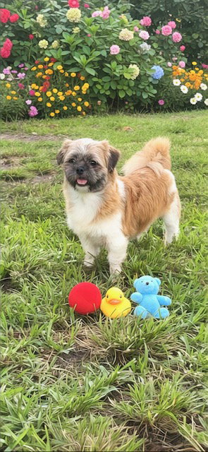 Franklin, an adoptable Shih Tzu in Weston, FL